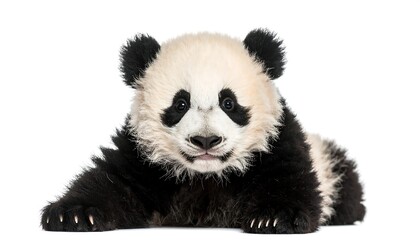 Naklejka premium Adorable baby panda, lying down, looking directly at camera