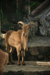 Barbary sheep Aoudad standing on stone ground in Belgrade Zoo, looking directly at the camera with curved horns and long beard.