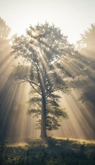 Sunbeams illuminate a tall tree in a misty forest creating a dramatic ethereal effect