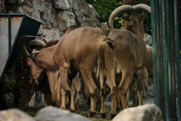Group of Barbary sheep feeding together on hay inside rocky enclosure at Belgrade Zoo.