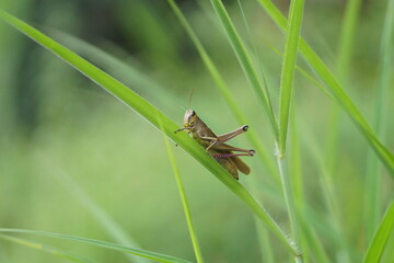 Grasshopper on a blade of grass
