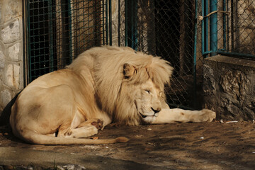 A majestic white lion rests in the sun at Belgrade Zoo, his mane glowing in the warm light.