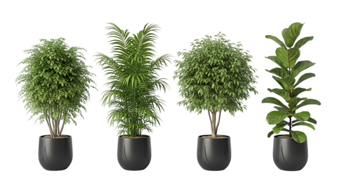 Four Potted Houseplants in Black Pots Isolated indoor
