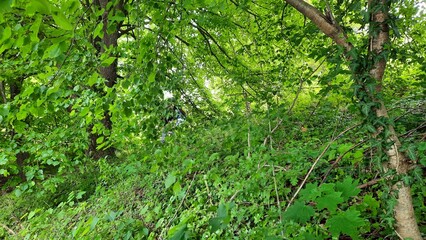 Fototapeta premium green moss on the ground
