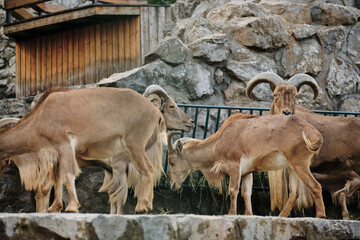 A group of Barbary sheep feeding together on hay among rocks at Belgrade Zoo.