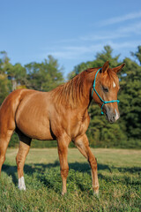 Obraz premium horse in the field