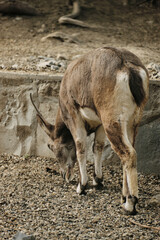 A young ibex grazes on gravel ground inside the Belgrade Zoo enclosure, showing its horns and brown coat.