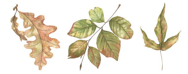 Set of hand-drawn watercolor autumn leaves.