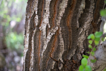tree bark texture