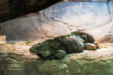 Two iguanas rest on a stone platform, their scales blending with the rock's texture, under subtle illumination.