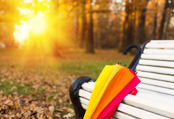 Colorful rainbow umbrella in park, autumn season nature on sunset with sun beams