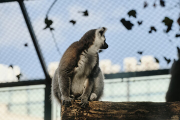 Ring-tailed lemur looks back while sitting on a wooden log inside Belgrade Zoo enclosure.