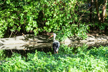 Stork on Pond's Edge: A white and black stork stands near the water, creating a peaceful nature scene.