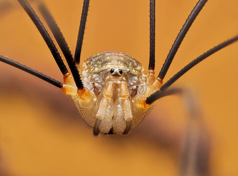 &bdquo;Apenninenkanker (Opilio canestrinii) &ndash; Makroaufnahme eines mediterranen Weberknechts&ldquo;