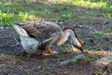 Goose forages in the undergrowth with speckled feathers, its neck elegantly curved as it pecks at the ground.