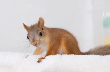 Portrait of a red squirrel at home