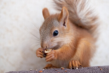 Fototapeta premium Portrait of a squirrel eating nuts on a sofa at home pet