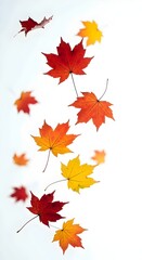 foliage autumn leaves isolated on white background vertical fall maple leaf