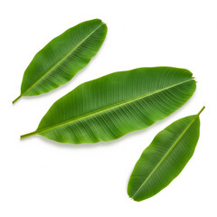 Obraz premium Banana leaves isolated on white