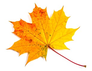 Fototapeta premium Autumn maple leaf close-up (1)