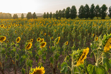 Sunflower fields in El Pobo Teruel Aragon Spain sunset view in summer time