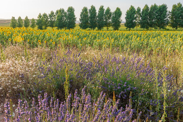 Sunflower fields in El Pobo Teruel Aragon Spain sunset view in summer time
