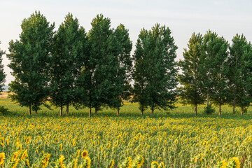 Sunflower fields in El Pobo Teruel Aragon Spain sunset view in summer time