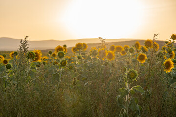 Sunflower fields in El Pobo Teruel Aragon Spain sunset view in summer time