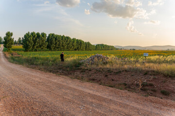 Sunflower fields in El Pobo Teruel Aragon Spain sunset view in summer time