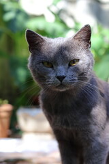 portrait of a gray cat