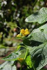 yellow cucumber flower on green background