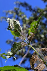 Fototapeta premium caterpillars in a web on a leaf