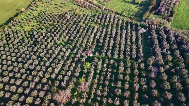Lots of olive trees growing in a row on the agricultural field of Italian countryside, large olive trees plantations for extra virgin olive oil production, aerial view shot of olive tree grove at the