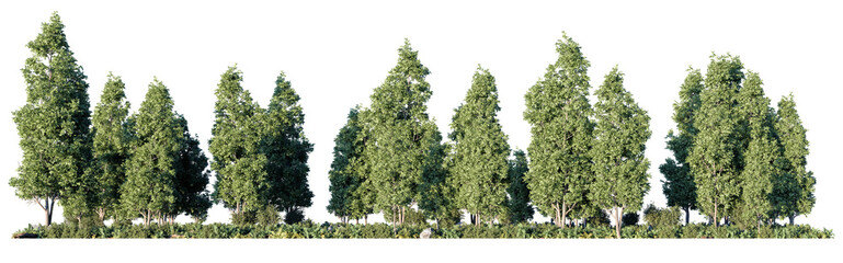 Dense leafy forest canopy with tall trees rising together, showcasing a rich natural woodland environment