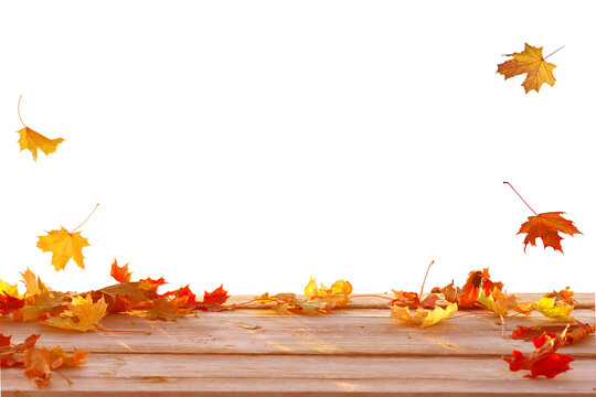 Autumn maple leaves on wooden table. Autumn Product podium isolated

