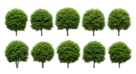 Ten Round Green Trees in Two Rows image 285ffecdaee6b4bbb4c460fd30b5f67edr