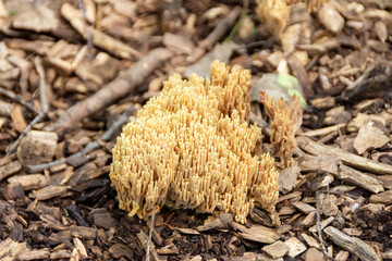 A group of coral fungi (Ramaria) emerges from wood chips in a close-up photo taken in Waukesha County, WI in July.