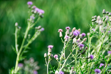 Wild thistles with purple blossoms captured in Waukesha County, WI in July.