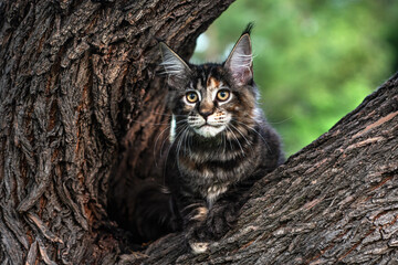 A big cute maine coon kitten sitting on a tree in a forest in summer.