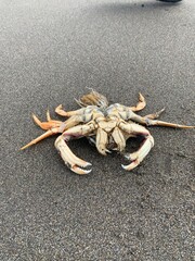 crab shell on the beach