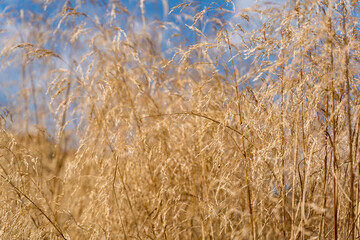 A field of dry, golden-brown grasses.