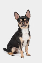 Fototapeta premium Small black and brown Chihuahua dog sitting on white studio background, looking at camera, full body portrait