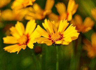 Nachyłek wielkokwiatowy w letnim ogrodzie, Coreopsis grandiflora, żółte kwiaty nachyłka z czerwonym oczkiem, large flowered tickseed in summer garden