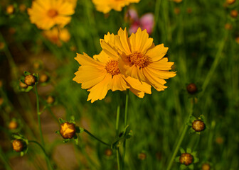 Nachyłek wielkokwiatowy w letnim ogrodzie, Coreopsis grandiflora, żółte kwiaty nachyłka, large flowered tickseed in summer garden