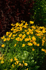 Obraz premium Nachyłek wielkokwiatowy w letnim ogrodzie, Coreopsis grandiflora, żółte kwiaty nachyłka z czerwonym oczkiem, large flowered tickseed in summer garden