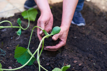 Hands planting young green seedling in garden soil