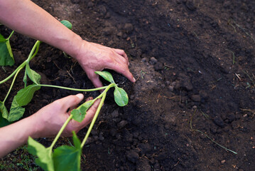 Hands planting young green seedling in soil garden bed