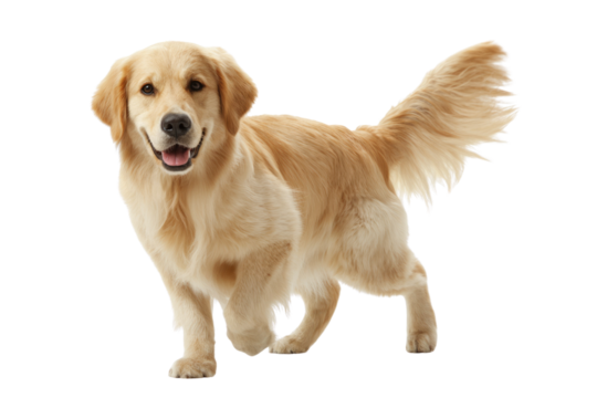 A happy Golden Retriever dog, standing, with a fluffy tail, isolated on a transparent background. background removed