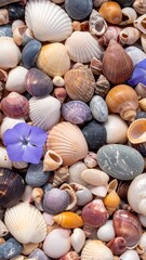 Seashells and stones close up