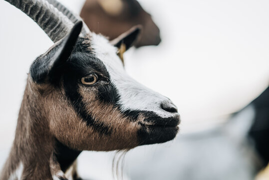 Goat close up. White nose, black brown face. Horns